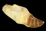 Fossil Rooted Mosasaur (Prognathodon) Tooth - Morocco #116915-1